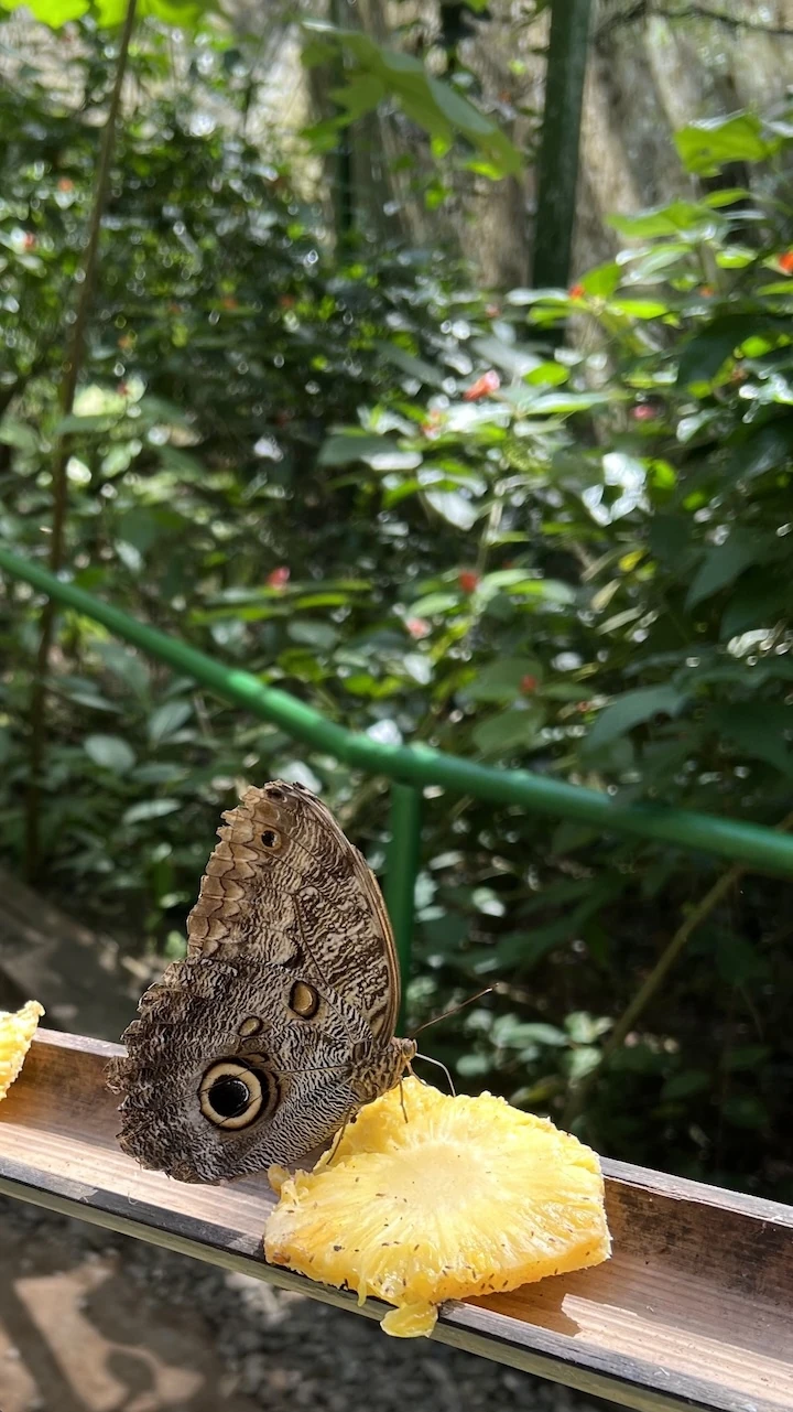 Graubrauner Schmetterling auf einem Stück Ananas