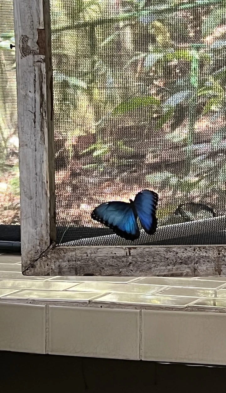 Blauer großer Schmetterling