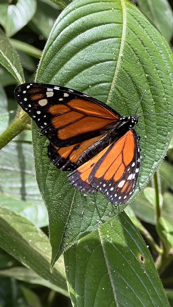 Orangener Schmetterling mit schwarz und etwas weiß