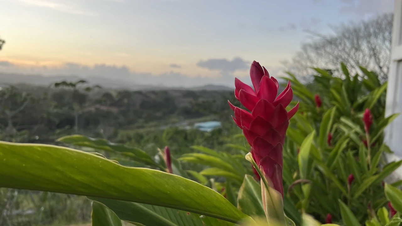 Ausblick mit roter Blume im Vordergrund