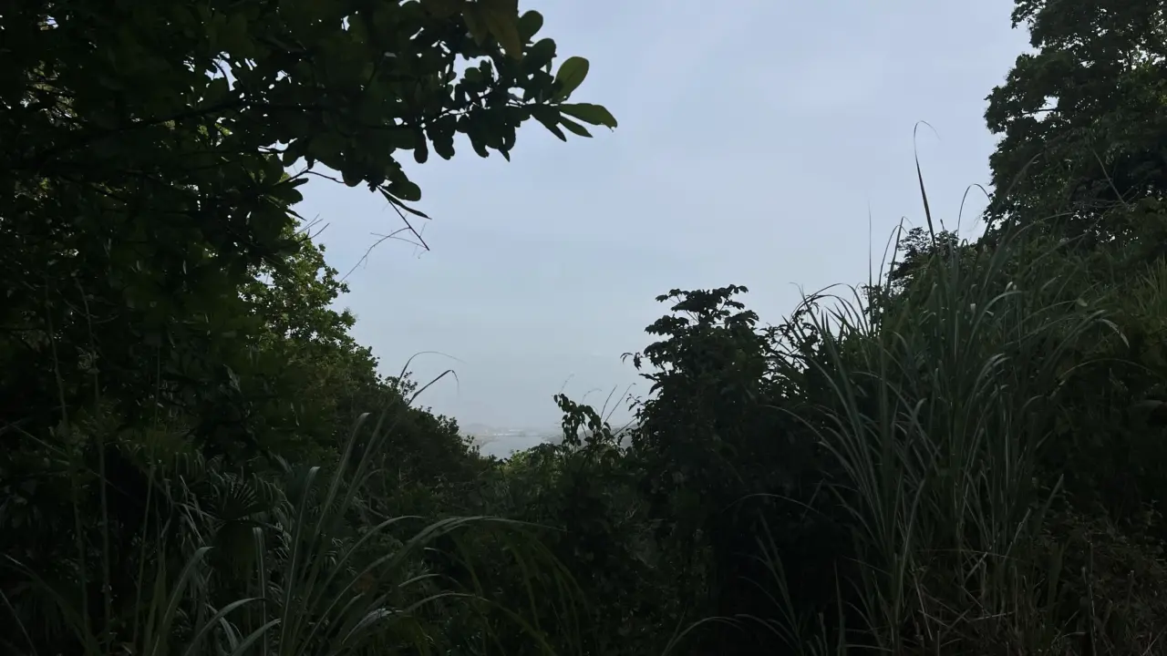 Blich aus dem Unterholz in weiter Ferne ist der Canal zu erahnen