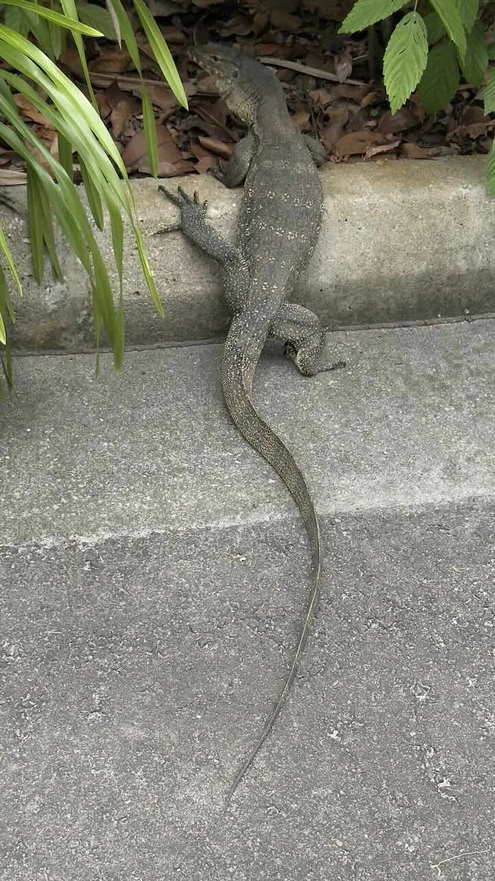 Leguan, verschwindet gerade im Gebüsch