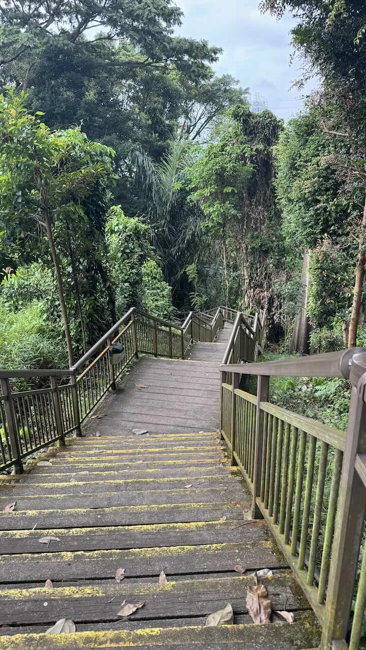 Wieder eine Treppe im dichten Regenwald, nun wird es steiler