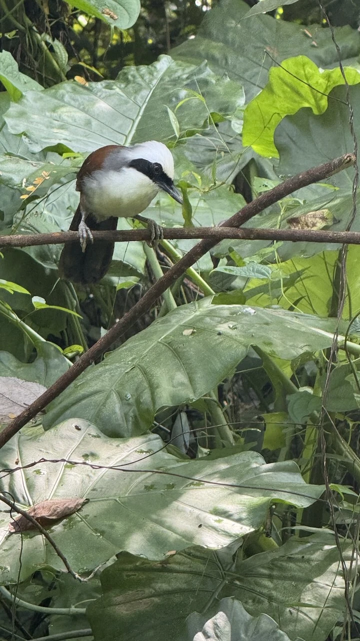 Ein Vogel, sehr dicht, er sitzt auf einem Zweig