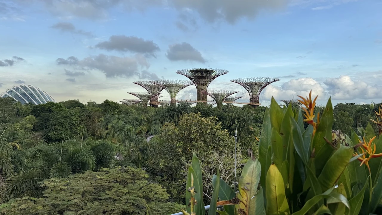 Supertrees, das sind überdimensionale baumähnliche Gebilde. Hier stehen sie in Entfernung inmitten vom Urwald.