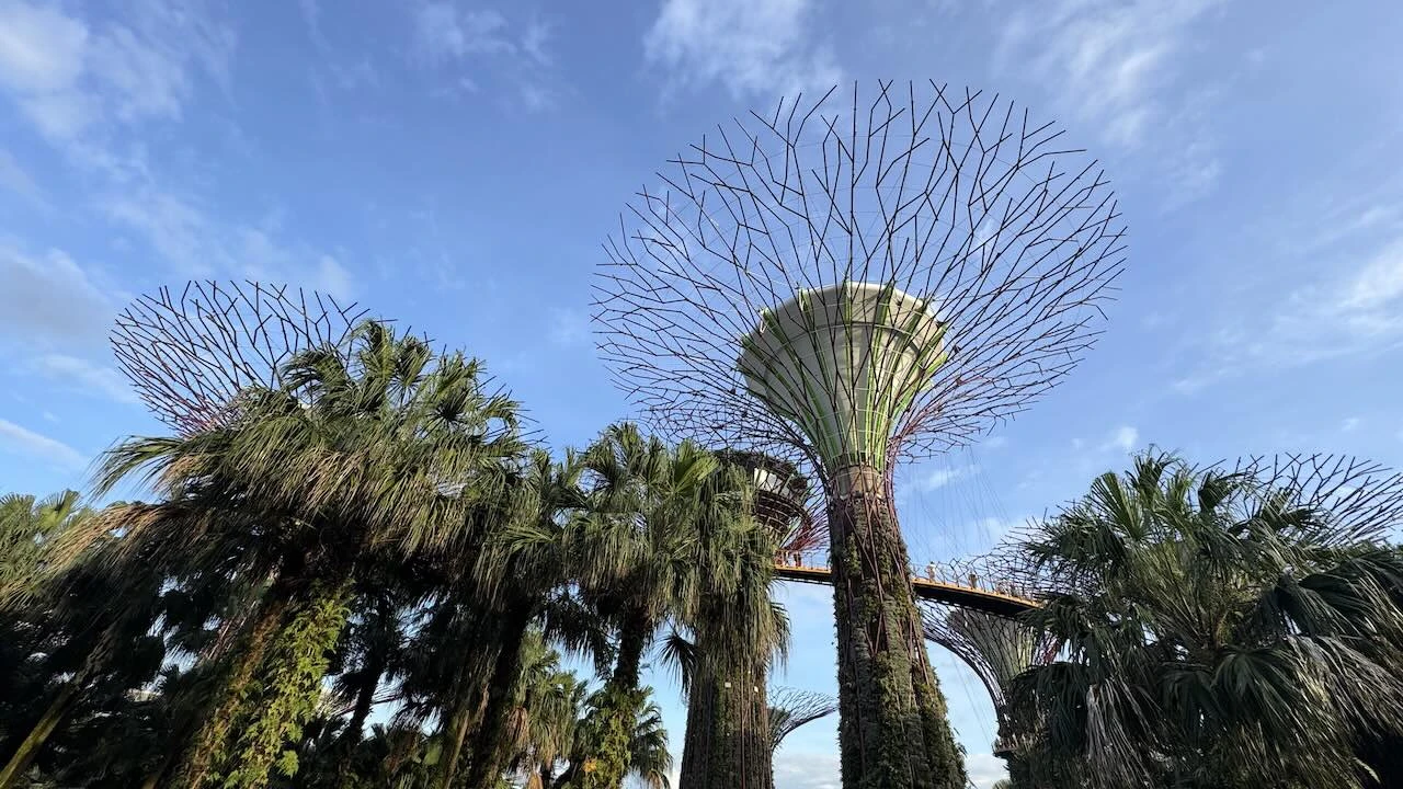 Dicht an einem Supertree, der Blick geht nach oben, in die Krone, im Hintergrund blauer Himmel.