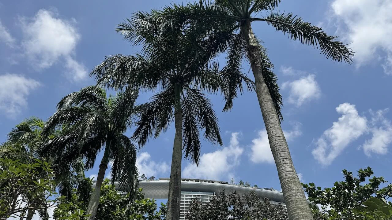 Palmen vor blauem Himmel, im Hintergrund der obere Teil des Marina Bay Sands Gebäudes