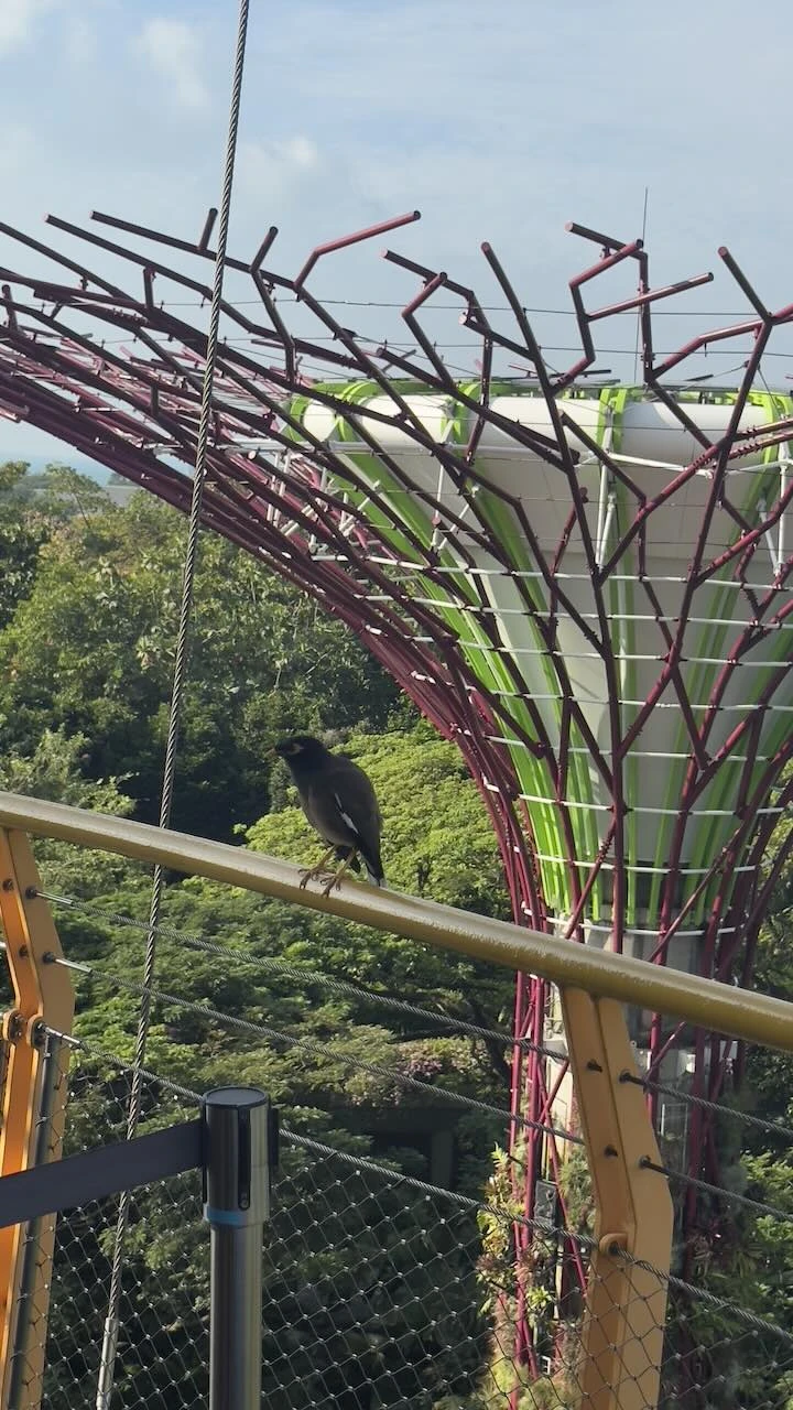 Oben auf der Supertree, gegenüber ein weiterer und auf der Brüstung sitzt ein kleiner Vogel