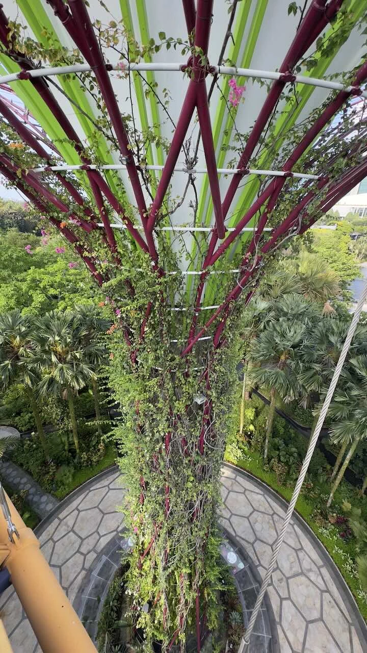 Den Stiel eines Supertress vom Skywalk aus herunter fotografiert, es ging mir um die Pflanzen, die hier bewusst entlang wachsen