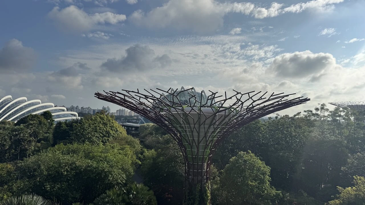 Vom Skywalk Blick auf einen anderen Supertree, hier ist nur die Baumkrone zu sehen, diese aber aus der Vogelperspektive.