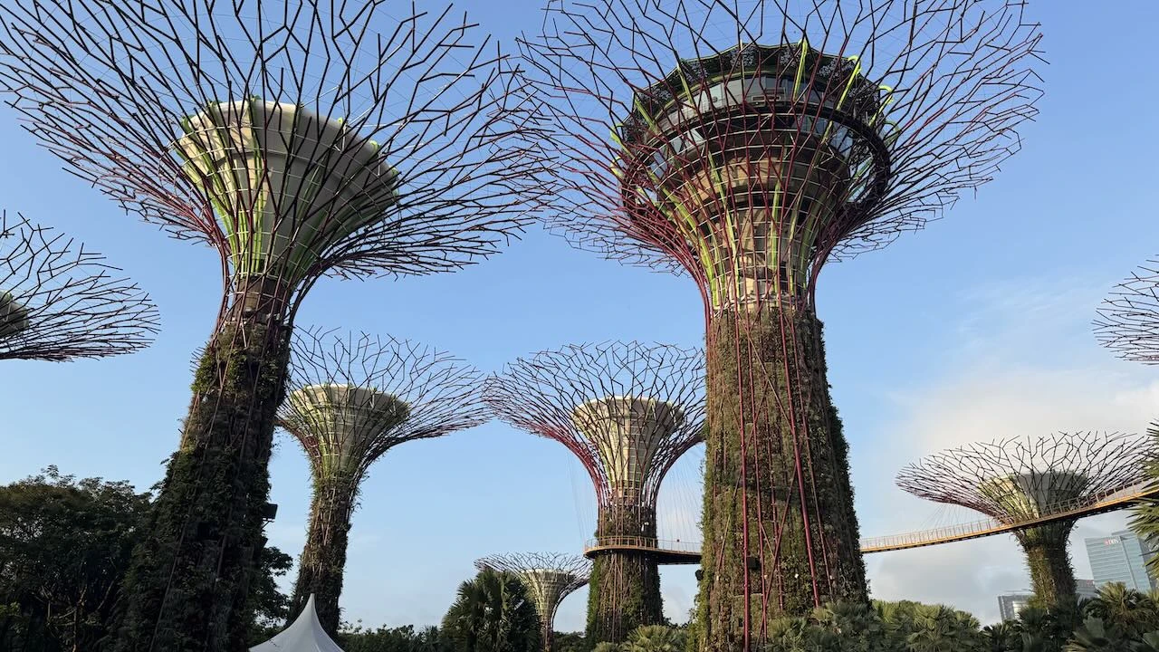 Blick von unten in einen Wald von über sechs Supertrees.