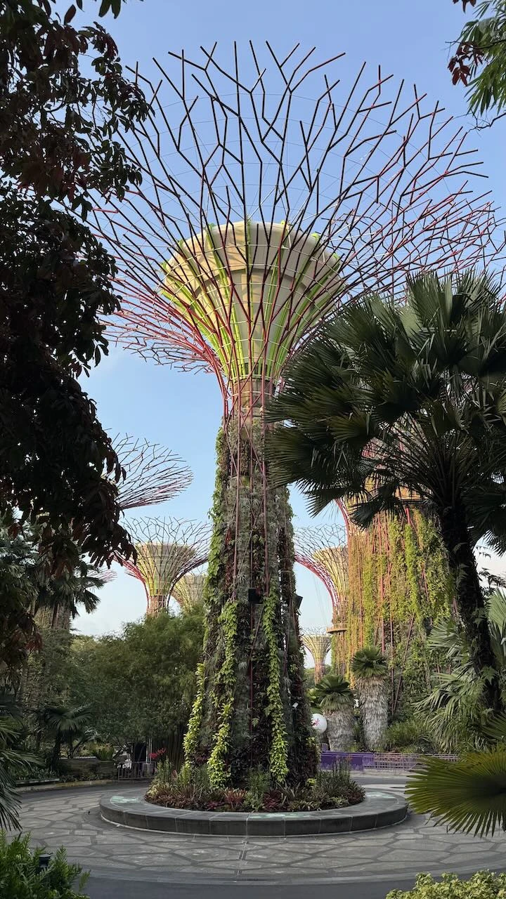 Supertrees mehrere, im Licht der noch tief stehenden Sonne, daher wirken die Farben besonders intensiv.