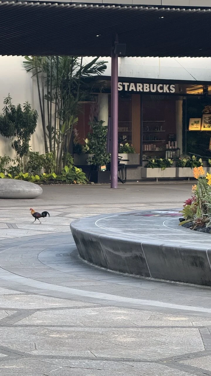 Platz, Starbucks im Hintergrund, davor läuft ein bunter Hahn herum.