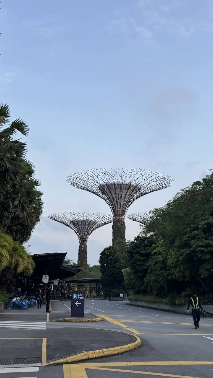 Eingang des Supertree Groves. Kein Besucher zu sehen, nur drei Angestellte, es sieht ruhig aus. Im Hintergrund zwei Supertrees im Licht der aufgehenden Sonne.